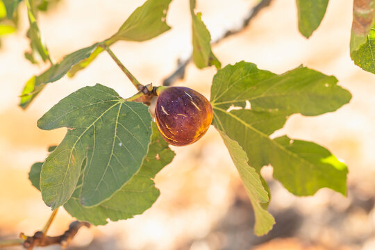 Fig grows on a tree branch surrounded by large green leaves in daylight.