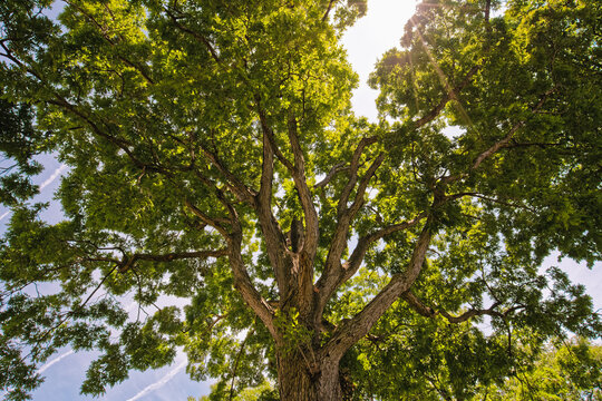 Thick branches of a mature tree stretch outward beneath a dense canopy of bright green summer leaves.