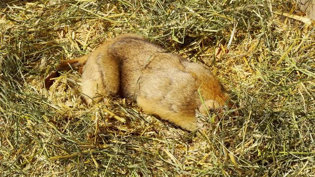 A plump marmot snuffles through a pile of dry straw looking for food. Its nibbling creates a light crunching sound over the steady hum of the zoo.