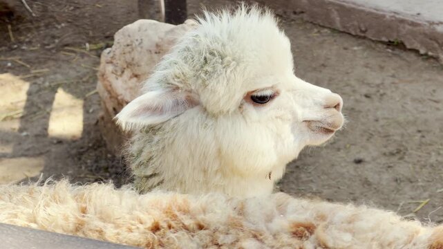 A fluffy white alpaca looks toward the horizon. Its soft wool creates a muffled ruffling sound as it moves against the fence while the zoo hums.