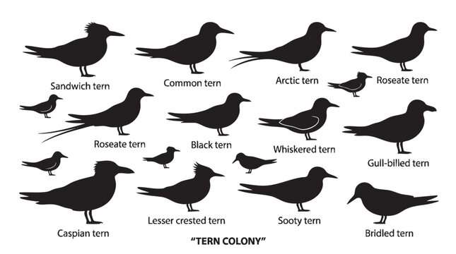 Silhouette collection of various tern bird species in a colony group.