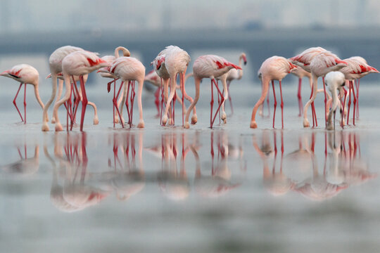 Greater Flamingos feeding in the early morning hours at Eker creek, Bahrain