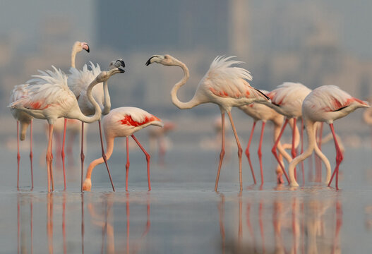 Greater Flamingos territory fight while feeding at Eker creek of Bahrain
