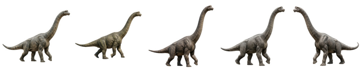 Brachiosaurus Dinosaur Collection: Set of Realistic Long-Necked Sauropods Walking in Various Poses Isolated on White Background for Paleontology and Education © Dynamic Shoots