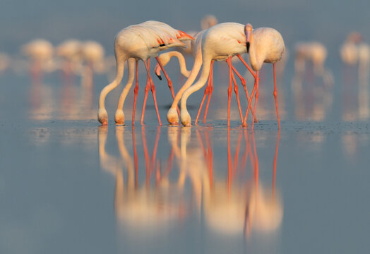 Greater Flamingos feeding in the early morning hours at Eker creek, Bahrain