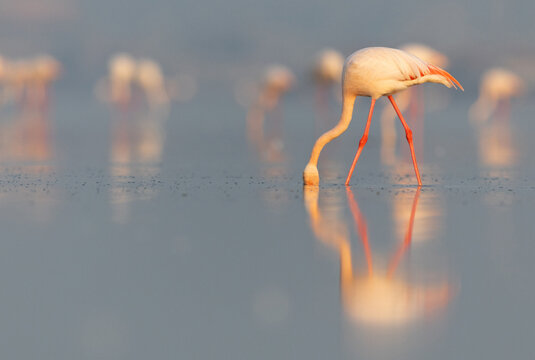 Greater Flamingos in the early morning hours at Eker creek, Bahrain