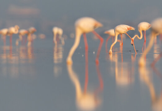 Selective focus on Greater Flamingos feeding at the backdrop, Eker Bahrain