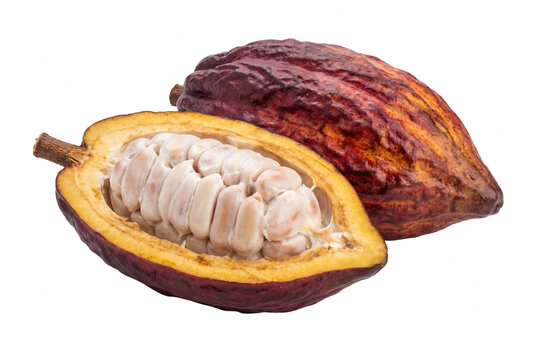 Fresh Cacao Fruit Pod Cut Open to Reveal Raw Cocoa Beans