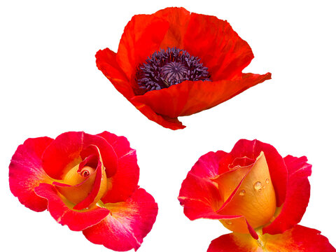 Set of red roses and red Papaver rhoeas poppy flower isolated on transparent background. Botanical collection of floral elements for design, decoration, greeting cards, invitations and creative compos