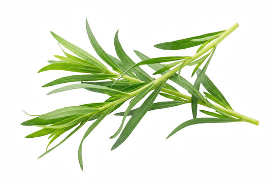 Vibrant Fresh Tarragon Sprigs with Green Slender Leaves