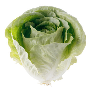 Fresh Lettuce Isolated on Transparent Background PNG Green Leafy Vegetable Cutout