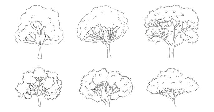 Red maple trees, plan and elevation view graphics for architectural visualization, landscape layouts, master plans, and outdoor design documentation, isolated on transparent background.