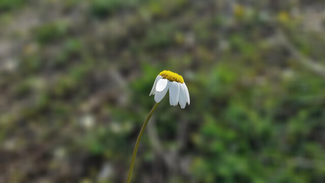 Single chamomile flower blooming in nature.