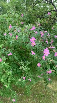 Wild Rose Bush with Pink Flowers Swaying in Wind Latvia
