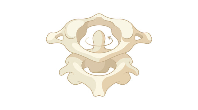 Atlas and Axis Vertebrae Neck Rotation Anatomy