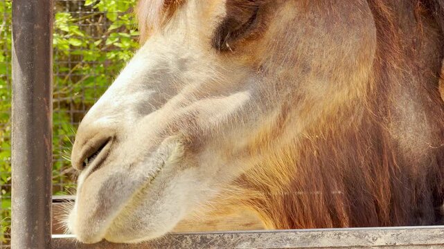 A curious camel looks directly ahead with a calm expression. Its thick brown fur glows under the bright morning sun. The desert animal stands peacefully near a residential building and trees.