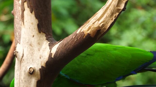Close Up of Green Parrot in Ecuador