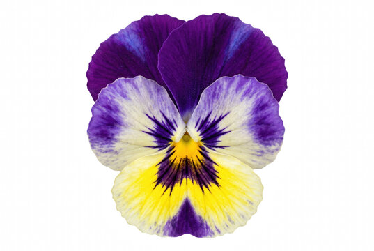 Vibrant Purple and Yellow Pansy Flower Head