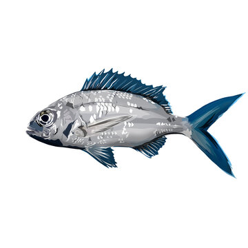 illustration of a fish with bluish silver scales and sharp fins, resembling species such as snapper or ponyfish