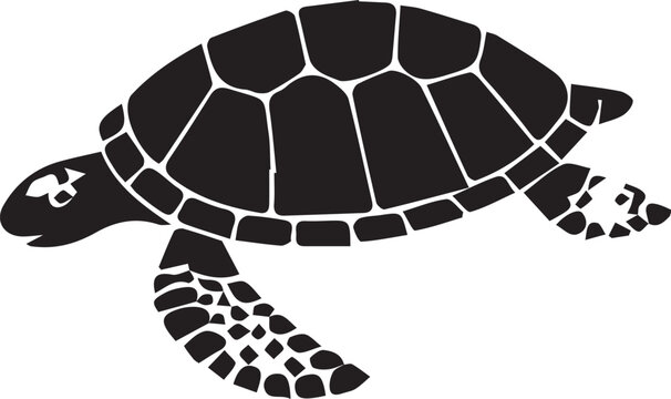 turtle isolated on white