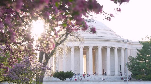 Beautiful Lens Flare Cherry Blossom Tree in Washington DC with Jefferson Memorial in Background. Sunflare Peaks Though on a Windy Day Camera Moves.