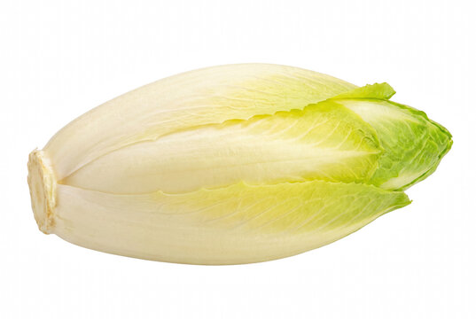 Single Fresh Belgian Endive Head Isolated