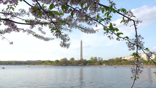 Cherry Blossoms Wide Washington DC Tidal Basin Washington Monument Across Water. Spring Day Boats Paddling. Blue Sky United States of America Capital