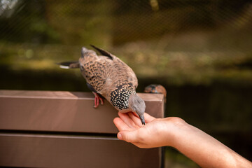 A bird with spotted feathers eats from a person's hand outdoors. © Rawpixel.com