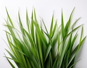 Fototapeta premium abstract green grass blades on white background