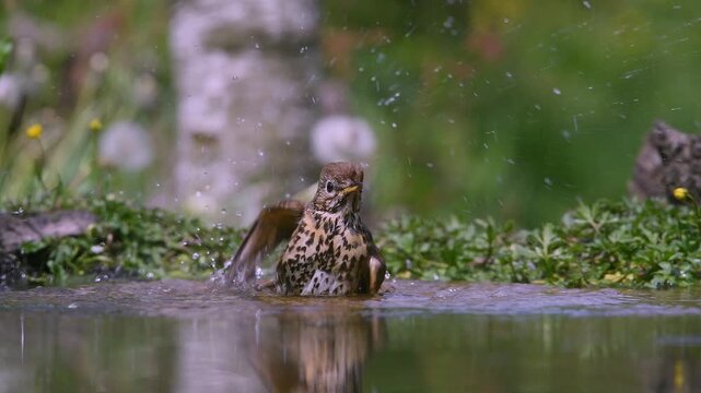 Small Brown Thrush Bird Bathing In Shallow Water With Green Forest Background And Water Splashes