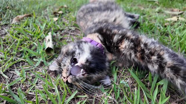 Gato de carey tumbado boca arriba en el c&eacute;sped
