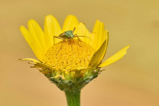 peque&ntilde;a chinche verde en una flor