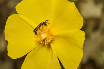 pequeña abeja en una flor amarilla © JOSE ANTONIO