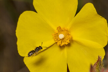 pequeña abeja en una flor amarilla © JOSE ANTONIO