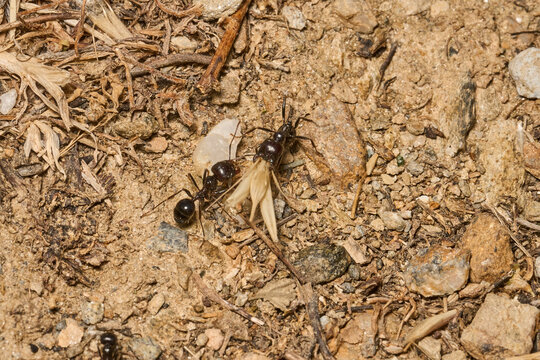 hormigas recolectando semillas