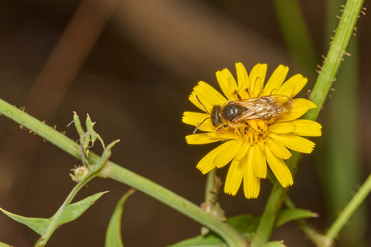 peque&ntilde;a abeja en una flor amarilla