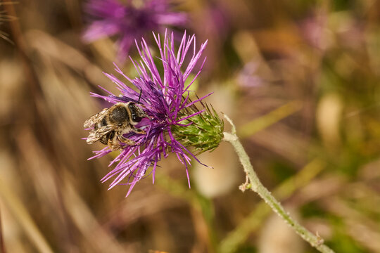 abejas polinizando unas flores 