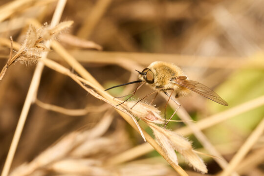 mosca abeja saltamontes (bombyliidae)