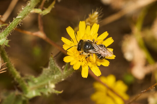 abejas polinizando unas flores 