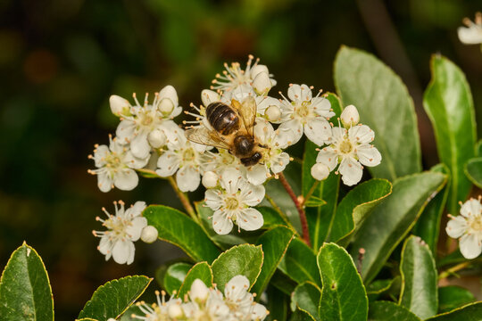 abeja mel&iacute;fera en una flor