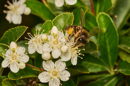 abeja mel&iacute;fera en una flor