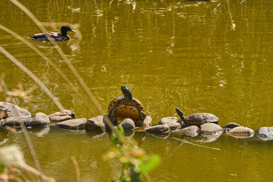 tortuga gal&aacute;pago en las piedras del estanque