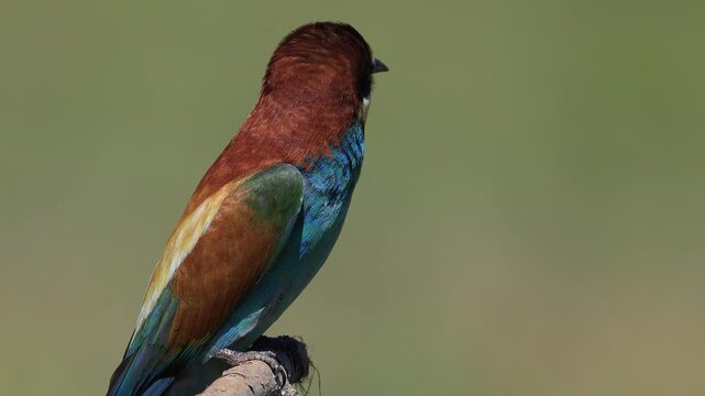 bee-eater is perching on a branch 