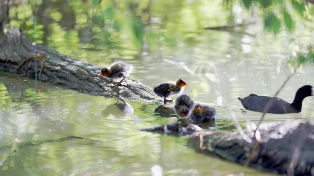 American Coot (Fulica americana)  chicks with adult Coot swimming in a small pond near trees and vegetation 4K 24fps