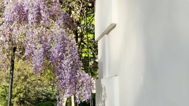 Clusters of light purple wisteria drape gracefully next to a bright white building. This elegant scene captures the romantic and peaceful feeling of a warm, sun-drenched morning in nature.