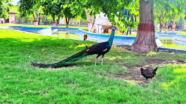 60fps wildlife video of diverse birds exploring a green lawn together.