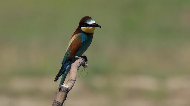 bee-eater is perching on a branch 