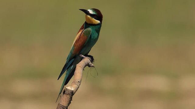bee-eater is perching on a branch 