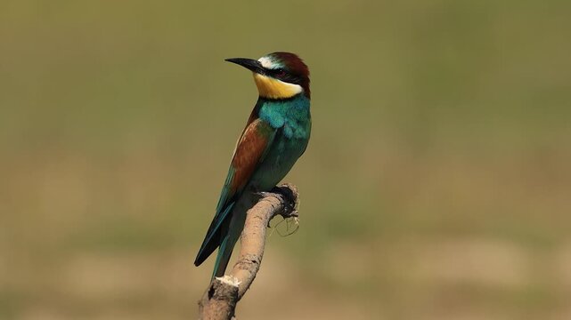 bee-eater is perching on a branch 