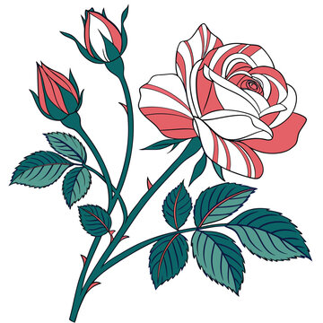 polyantha rose colorful on white background